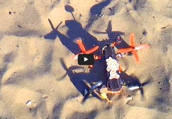 MECOPTERA on the Elbe beach